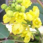 Mahonia aquifolium (Mahonia aquifolium)