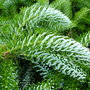 Abies koreana 'Silberlocke' (Abies koreana)