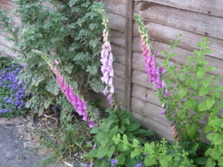 Foxgloves (summer 2007)