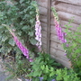 Foxgloves_down_the_fence_2