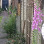 Foxgloves (summer 2007)