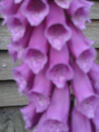 A garden flower photo