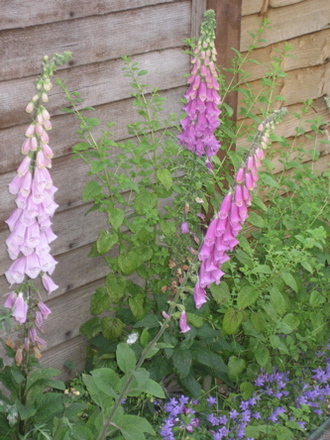 A garden flower photo