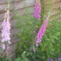 Foxgloves1