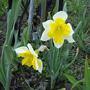 Daffs - April 2008