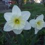Daffs - April 2008