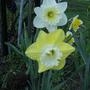 Daffs - April 2008