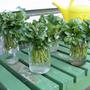 Rooting Pachysandra