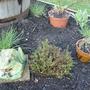 New Herb Garden - April 2008
