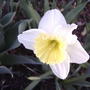 Daffodil (narcissus 'Ice Follies')