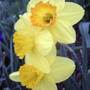 Daffodills (Narcissus)