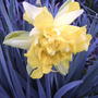 Daffodil (Narcissus)