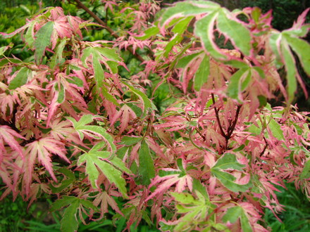 Butterfly maple (Acer Palmatum 'Butterfly')