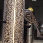 Chipping sparrow on finch feeder