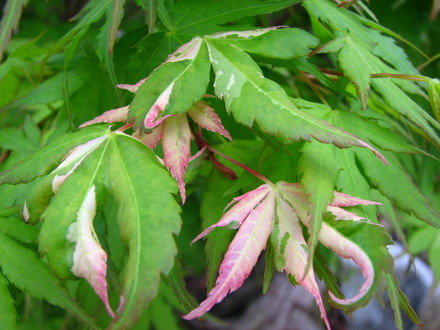 Acer  'Oridono Nishiki' (Acer  Palmatum 'Oridono Nishiki')