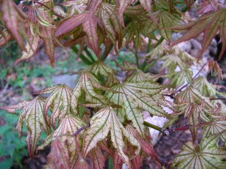 Acer 'Peaches and Cream' (Acer Palmatum 'Peaches and Cream')