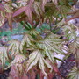 Acer 'Peaches and Cream' (Acer Palmatum 'Peaches and Cream')