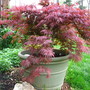 maple, orangeola (Acer Palmatum dissectum 'Orangeola')