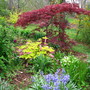 maple, chantilly lace (Acer Palmatum dissectum 'Chantilly Lace')