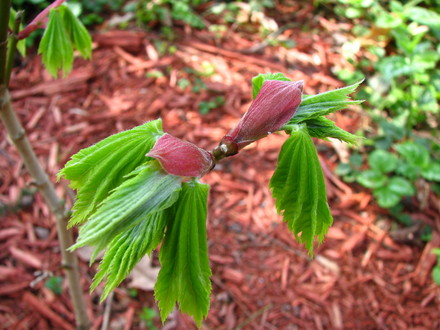 Our Japanese maples have leafed out, we had to cover them last week when temps dropped to freezing three nights in a row.    (Acer 'Aureum'  golden full moon)