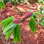 Our Japanese maples have leafed out, we had to cover them last week when temps dropped to freezing three nights in a row.    (Acer 'Aureum'  golden full moon)