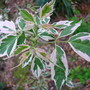   'flamingo' ,box elder (Acer Negundo 'Flamingo')