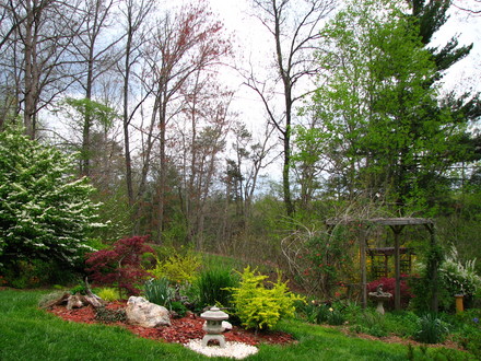 Japanese maple 'crimson queen'