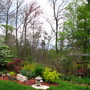 Japanese maple 'crimson queen'
