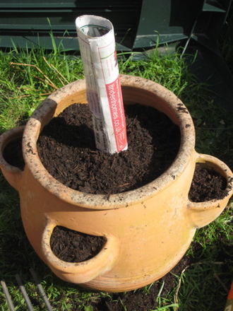 Potting up Strawberry pot