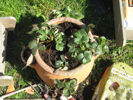 Strawberry pot