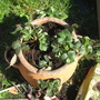 Strawberry pot