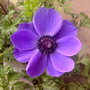 anenome (anenome)