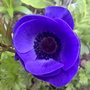anenome red (anenome)