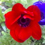 anenome red (anenome)