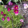 mossy saxifrage
