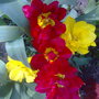 tulips red and yellow