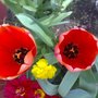 tulip orange/red