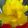 tulip yellow