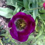 tulip purple