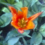 Lily tulip orange sapporo
