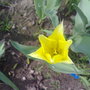 tulip yellow