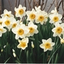 narcissus
