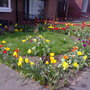 my garden