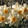 narcissus