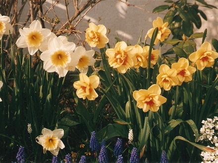 narcissus