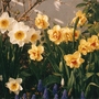 narcissus