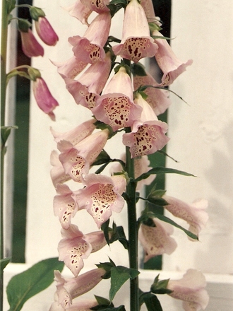 foxglove  (Digitalis purpurea (Common foxglove))