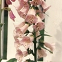 foxglove  (Digitalis purpurea (Common foxglove))