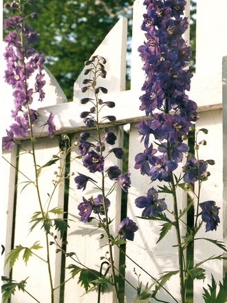 delphinium (Delphinium)