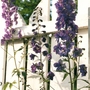 Delphinium